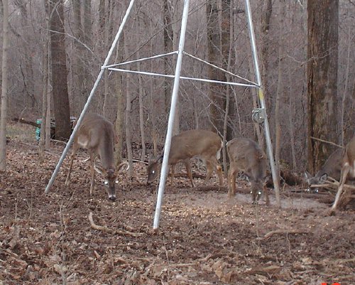 wounded 8 point buck